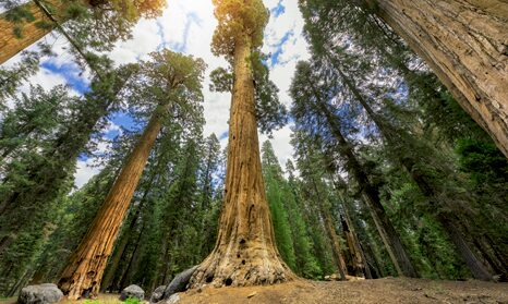Sequoia a Kings Canyon
 USA